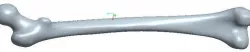 Femur_3D_Model