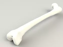 Femur