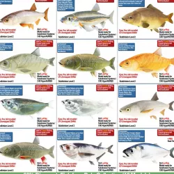 Fish Low Poly Collection 