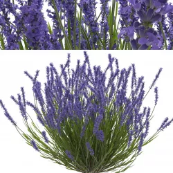 Lavender bush 3D model