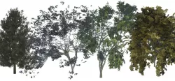 Tree V 1 3D Model Collection