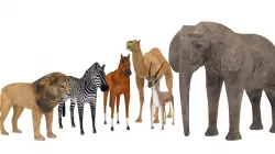 animals  Low-poly  3D model
