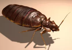 Bedbug Mites 3D model