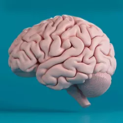 Brain 3D model