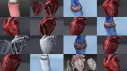 Circulatory System and the Heart 3D Model Collection