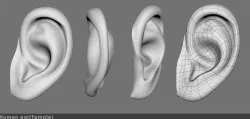 Ear 02- 3D model