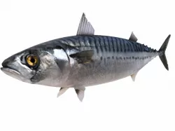 Fish Mackerel 3D model