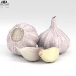 Garlic 3D model