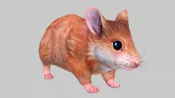 Hamster 3D model