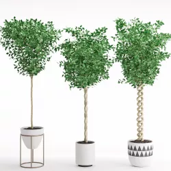 Houseplant 31 3D model