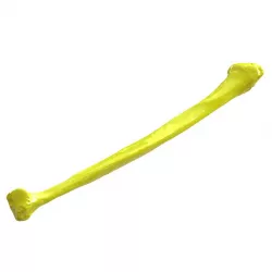 Human Fibula Bone