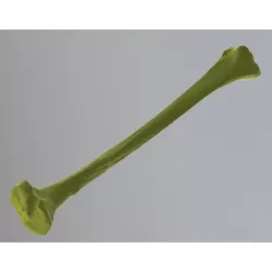 Human Tibia Bone