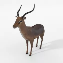 Impala Low-poly  3D model