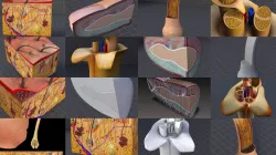 Integumentary System of the Human Body 3D Model Collection