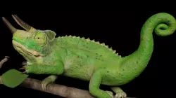 Jackson Chameleon 3D model