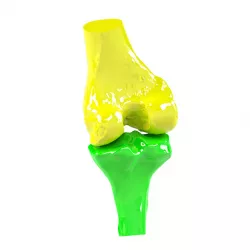 Knee Joint