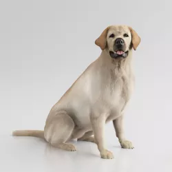Labrador Retriever 3D model