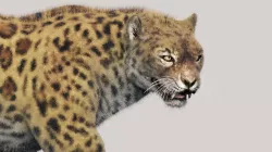 Leopard   3D model