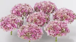 Mophead Hydrangea Low-poly  3D model