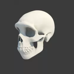 Neanderthal Skull 3D model