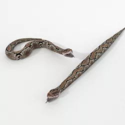 Python Snake Low-poly  3D model