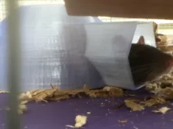 Rat Igloo