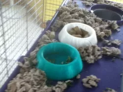 Rat or Mouse Bowl