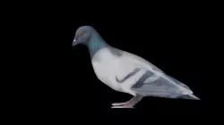 Rigging Pigeon Low-poly  3D model