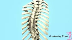 Spine+Implant