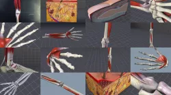 Upper and Lower Extremities - Limbs 3D Model Collection