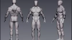 anatomy bodybuilder  3D model