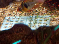 Aquarium planting grid