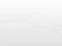 Kangaroo