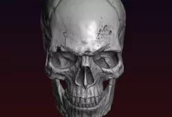Skull detailed 3D print model