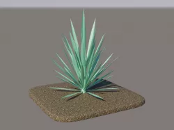Blue Agave