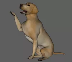 Dog labrador 3D print model