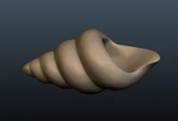 Seashell 3D print model