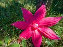 2.5D Flower - Decorative Floral Element