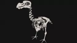 Dodo Skeleton 3D print model