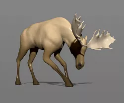 Young moose 3D print model