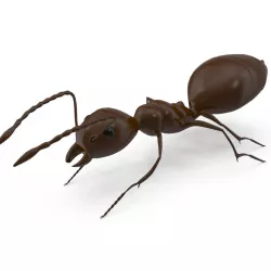 Ant  Model 3D model