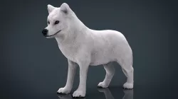 Artic Wolf  Low-poly  3D model