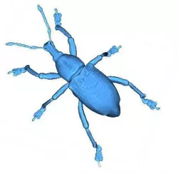 Beetle 3D print model