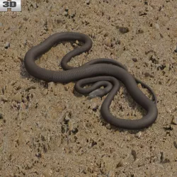  Black Mamba 3D model