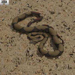  Boa Constrictor 3D model