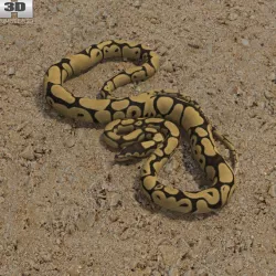Common Python 3D model