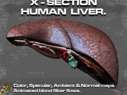 Cross Section Human Liver Low-poly  3D model