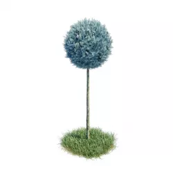 Cypress - Cupressus Arizonica Stamm Sphere 3D model
