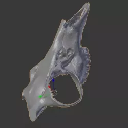 Deer skull mask  3D print model