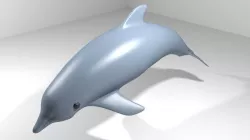 Dolphin - Oceanic 3D model